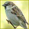 image of house sparrow